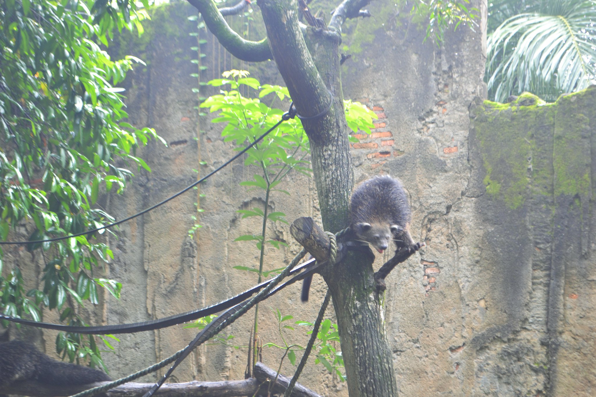 Ragunan Zoo